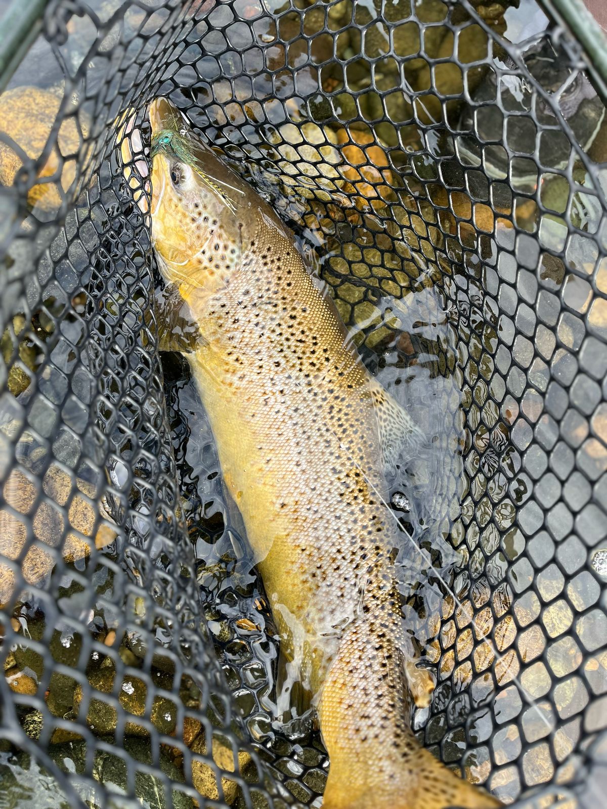 Pesca con mosca en Patagonia — Sur del Cast